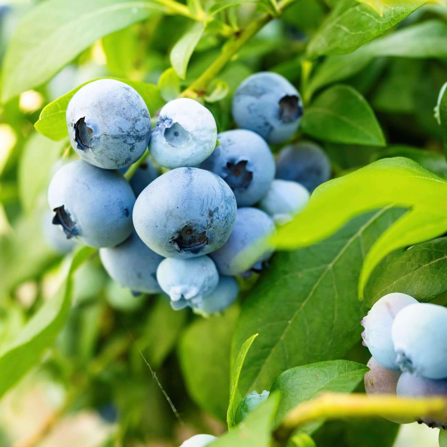 Sunshine Blue Blueberry Bush (7863715561727)